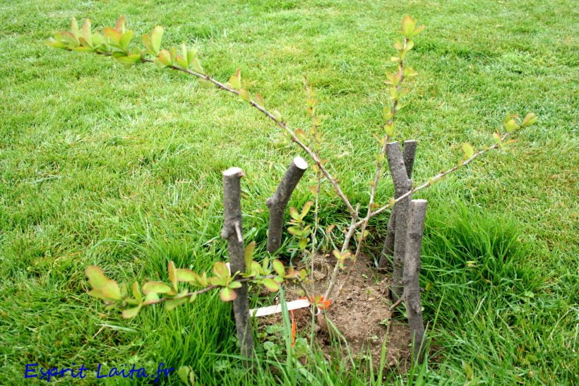 agracejo berberis