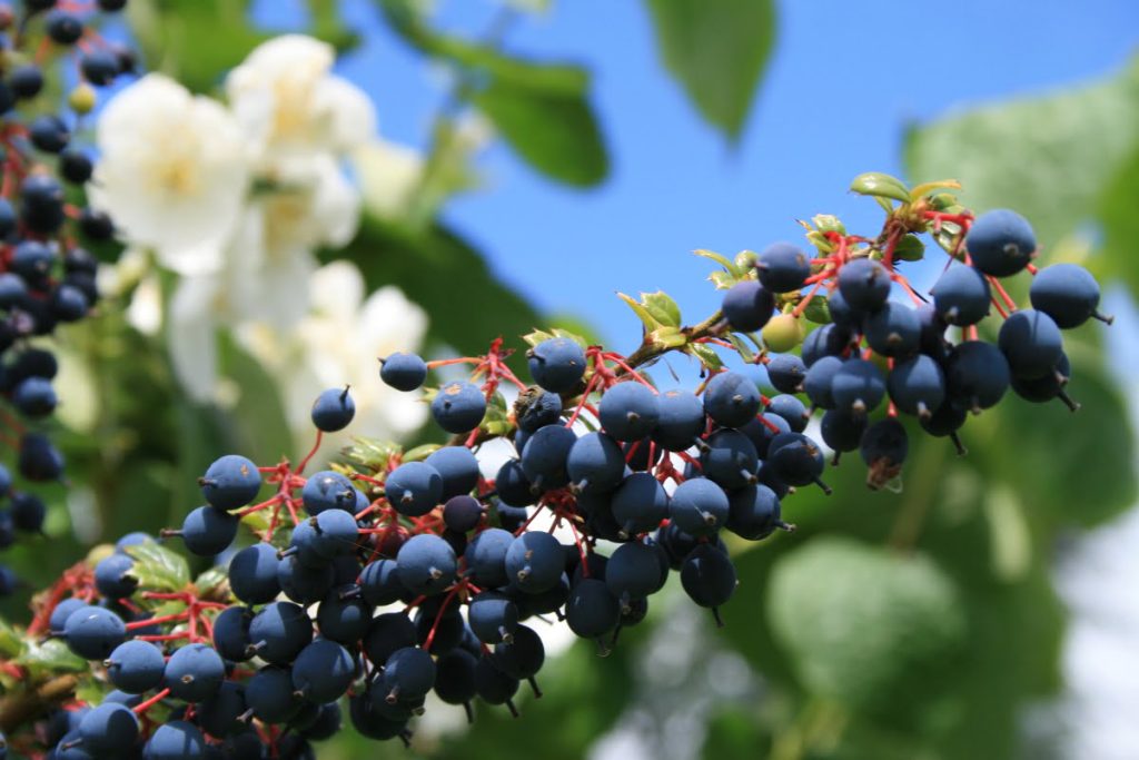Berberis Fruto del agracejo