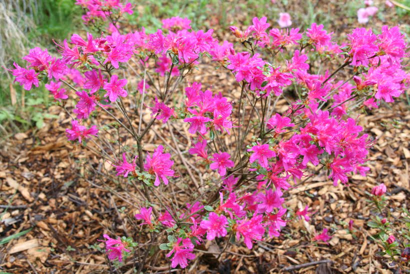 Les azalées japonaises de mon jardin et d'ailleurs... - Esprit Laïta