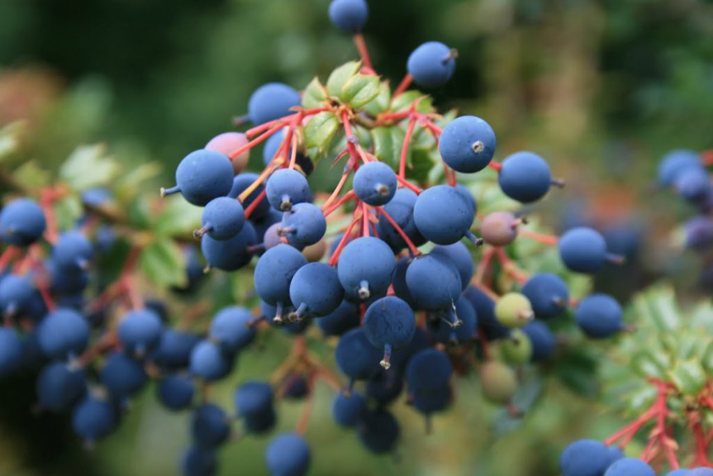 Agracejo - Fruta