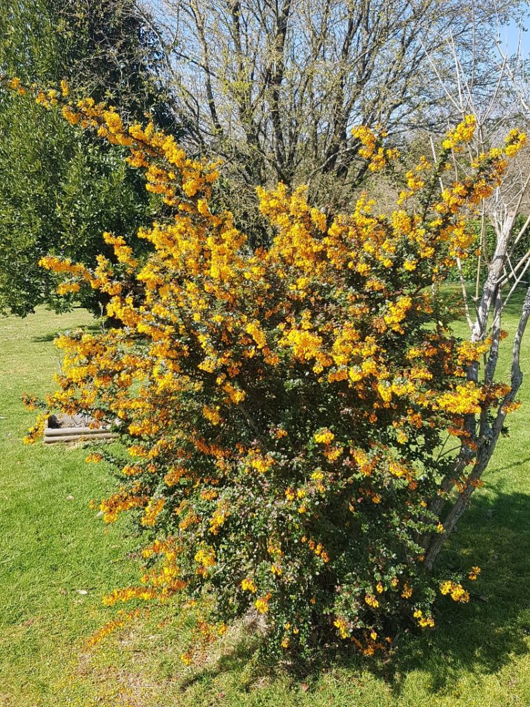El jardín en marzo
