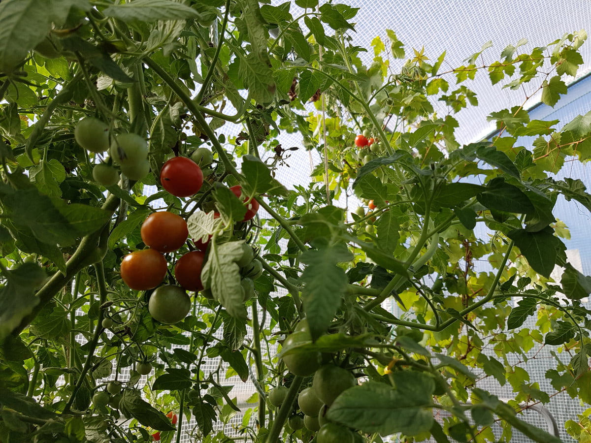 Faire ses semis de tomates et poivrons soi-même